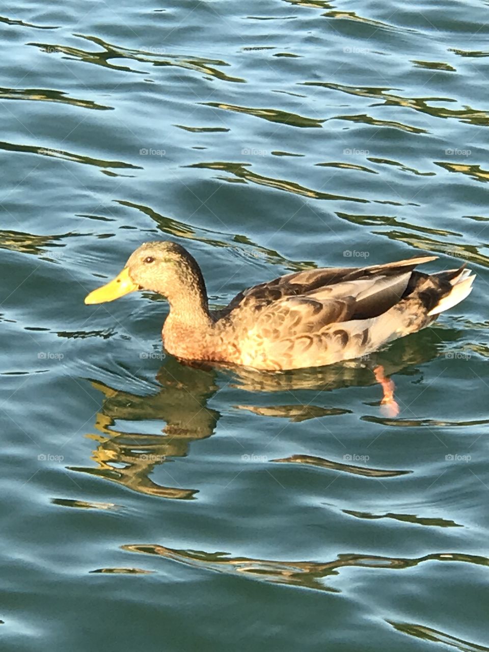 Duck 