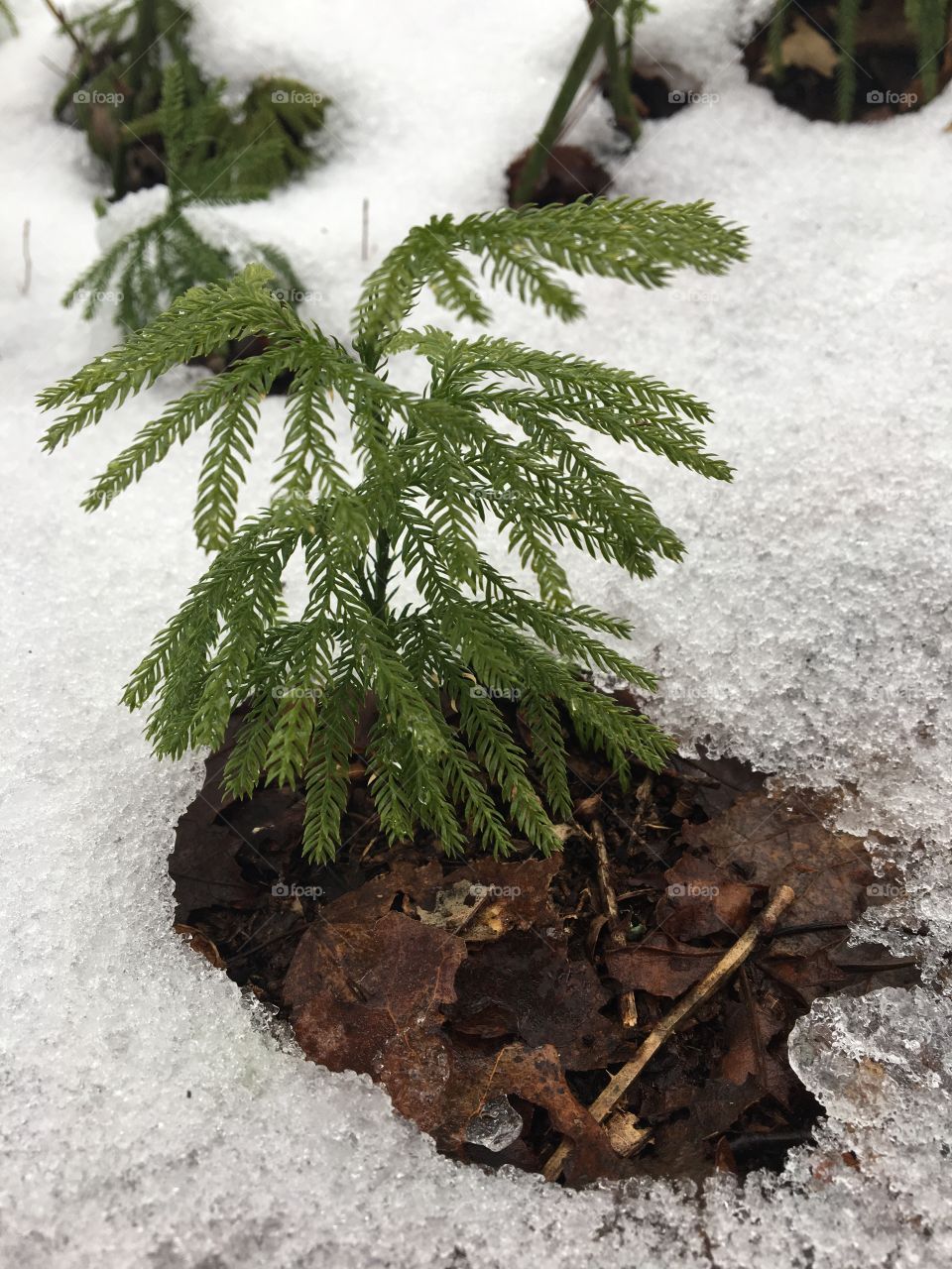 Frozen princess pine 