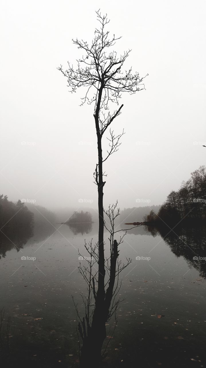 A single tree by the lake.