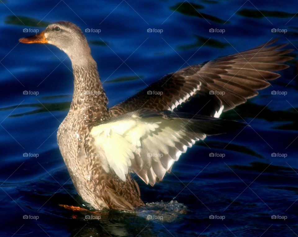 Mallard Duck Flapping Wings