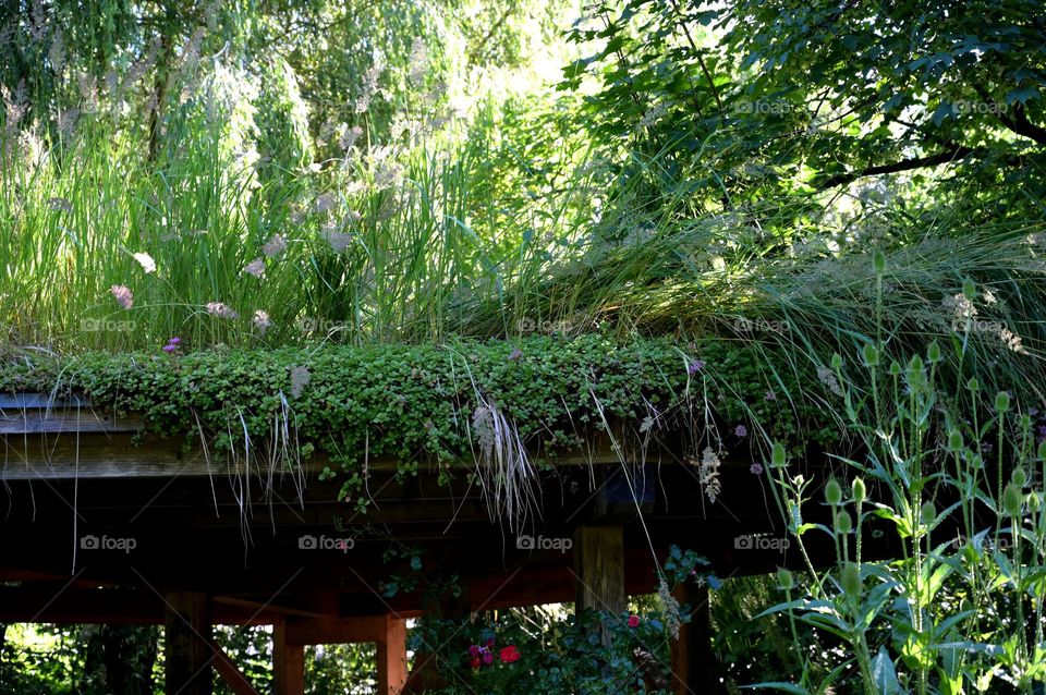 green roof