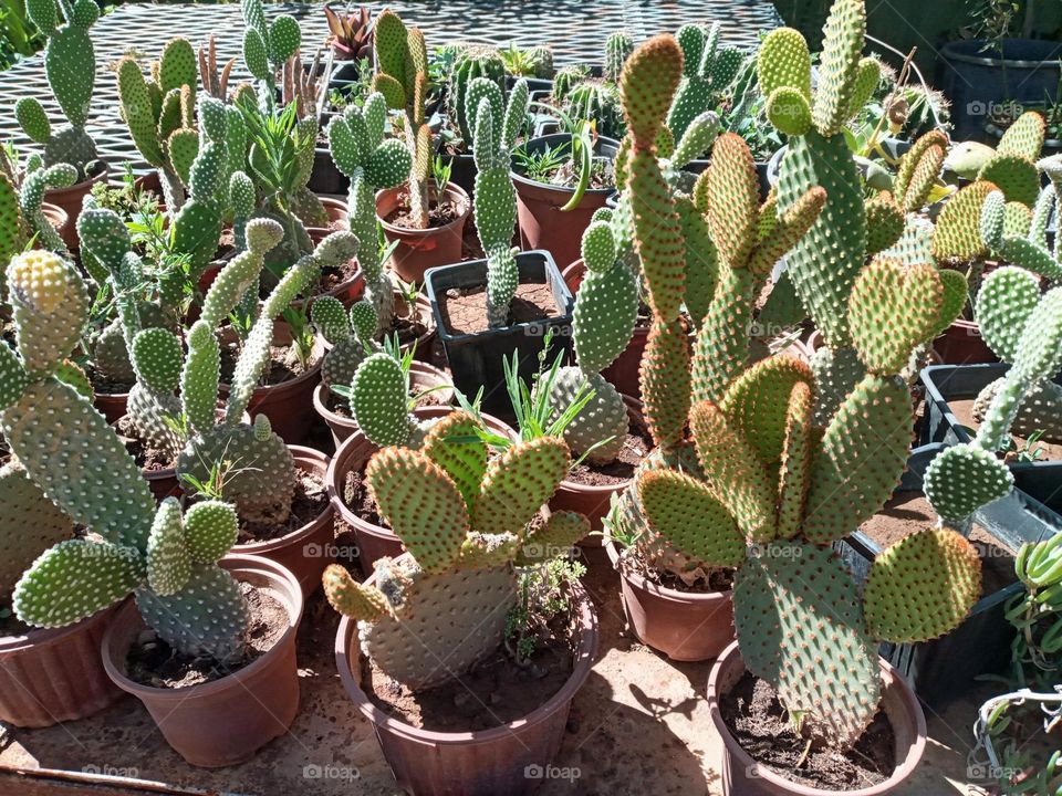 Cactus