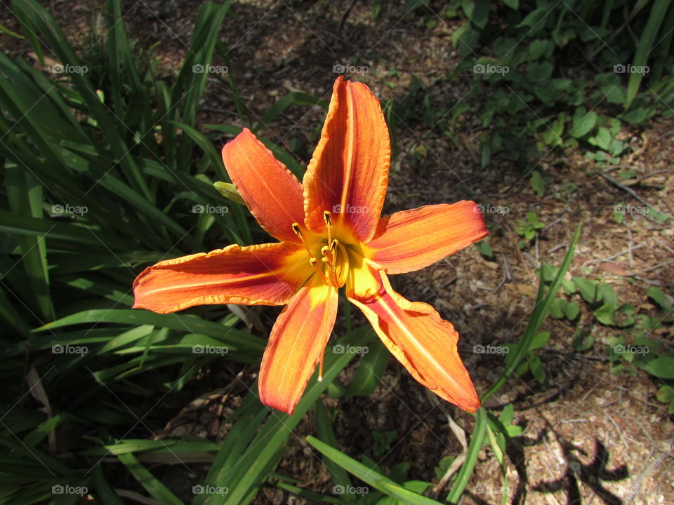 Orange day lily 