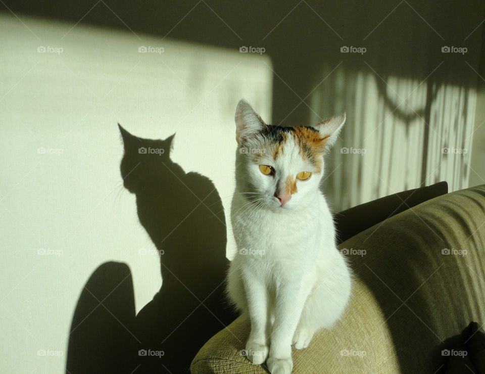 cat and shadows