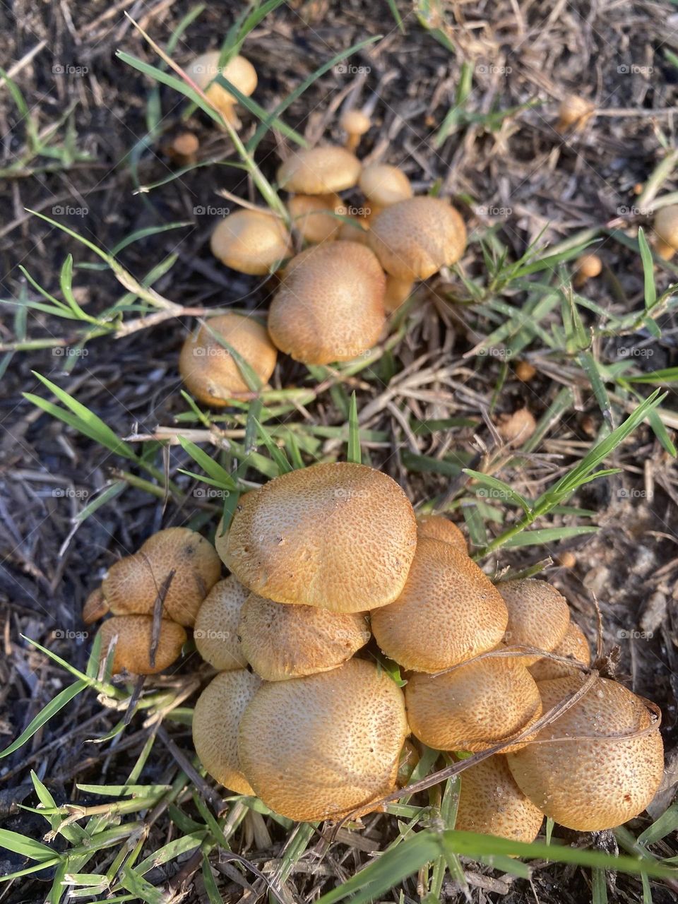 Mushroom’s 