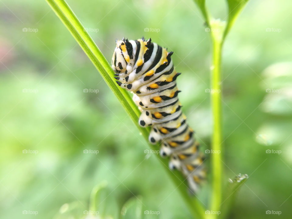 Black Swallowtail Caterpillar