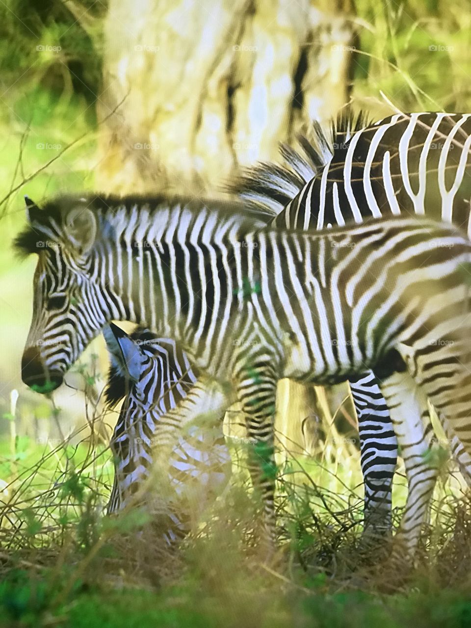 Zebra Africans 