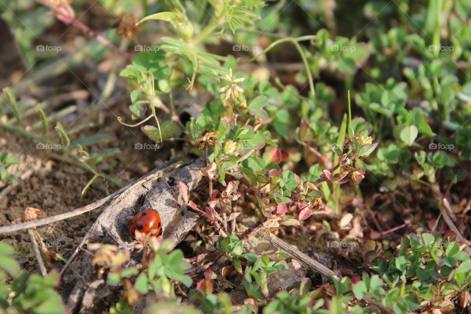 ladybug on dry leaf