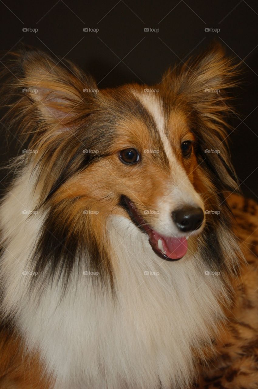 Collie 
