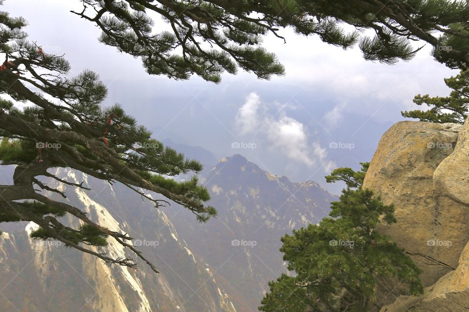 The trees, on the mountain 