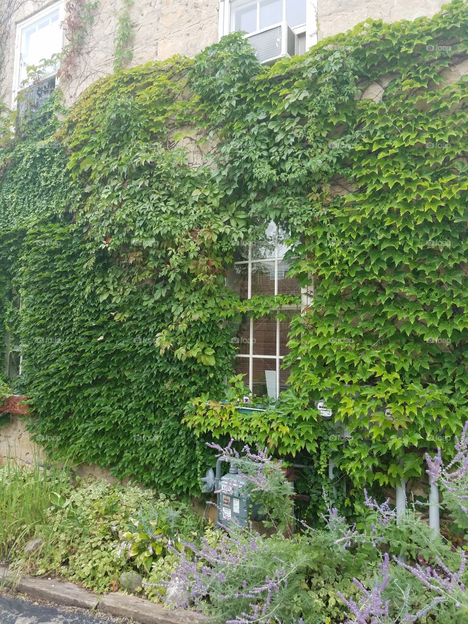 Ivy on House