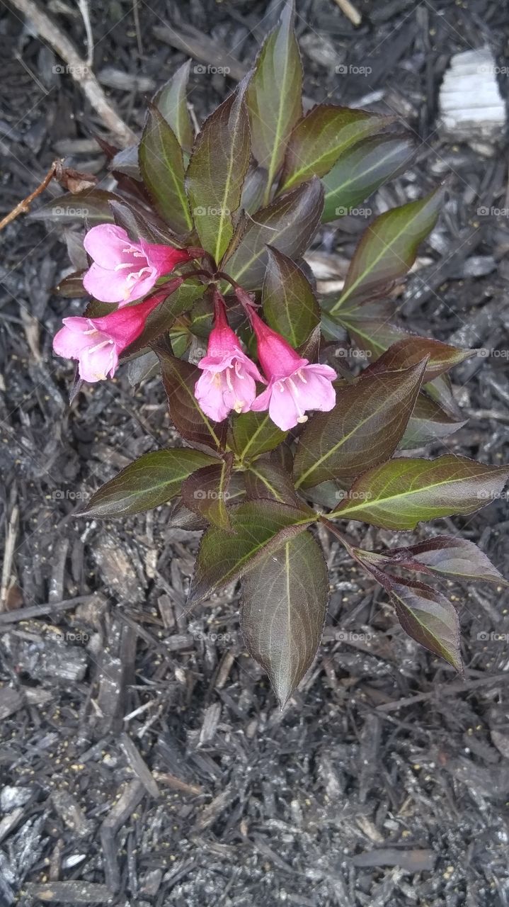 pink flowering shrub