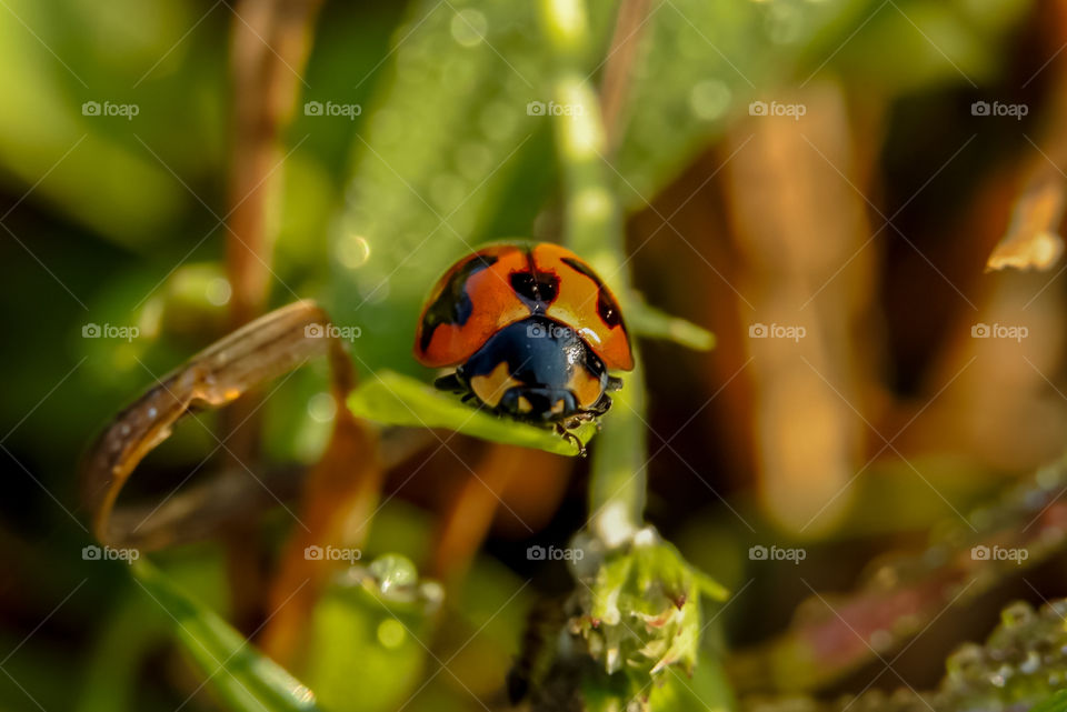 Ladybug