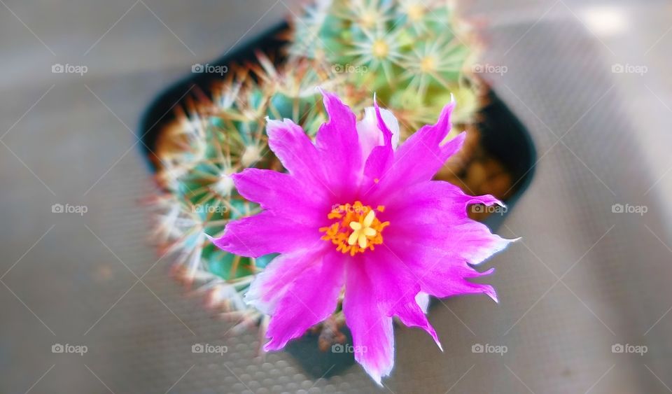 cactus. pink flower.