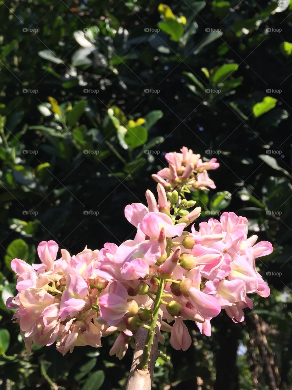 A perfect color for a perfect spring this year that blooms every season. A madre de cacao tree.