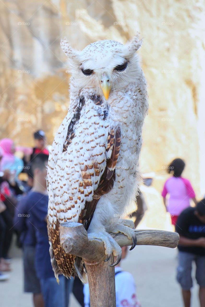 The Owl, one of native birds in Java island of Indonesia