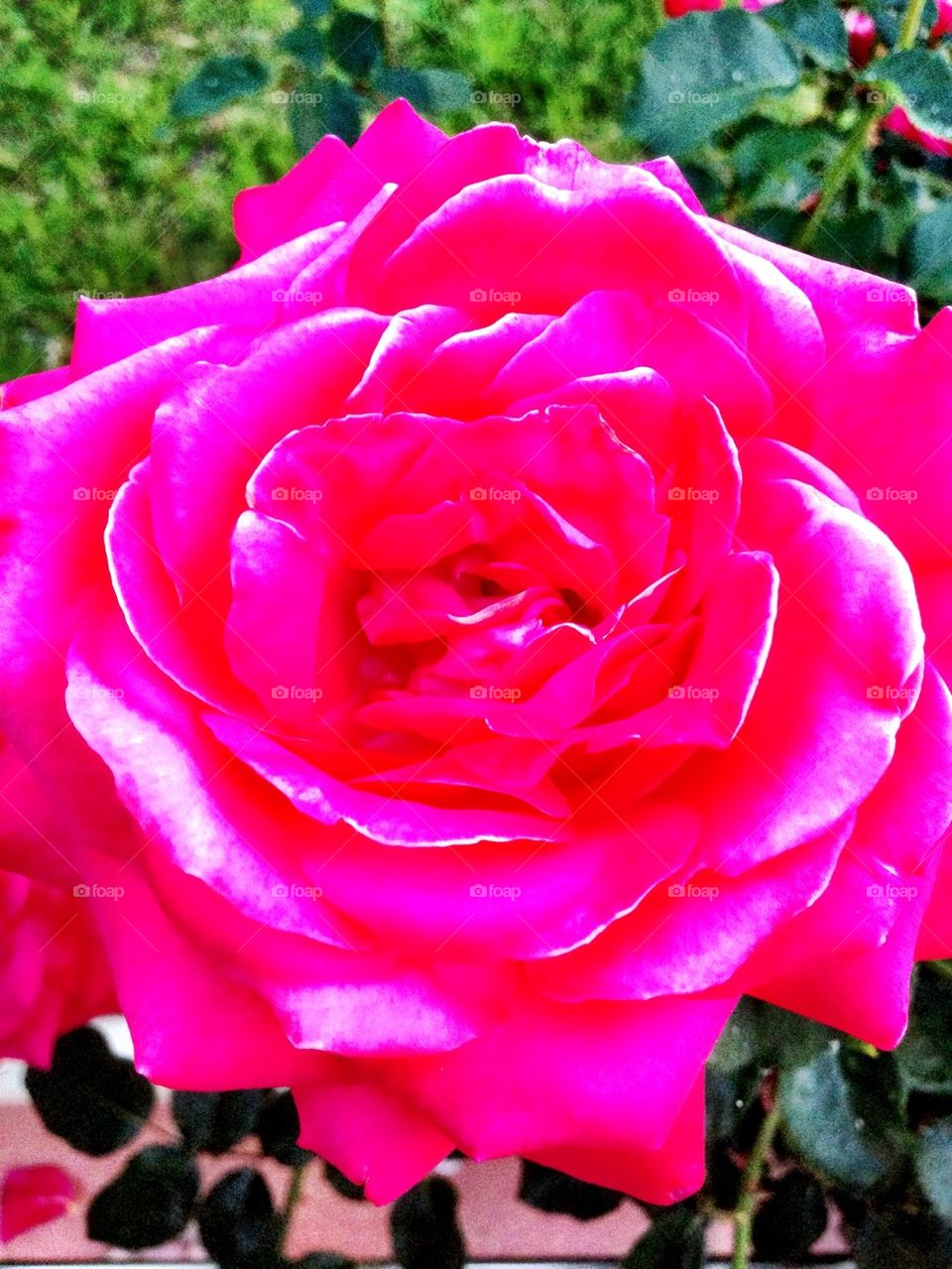 The beautiful rose