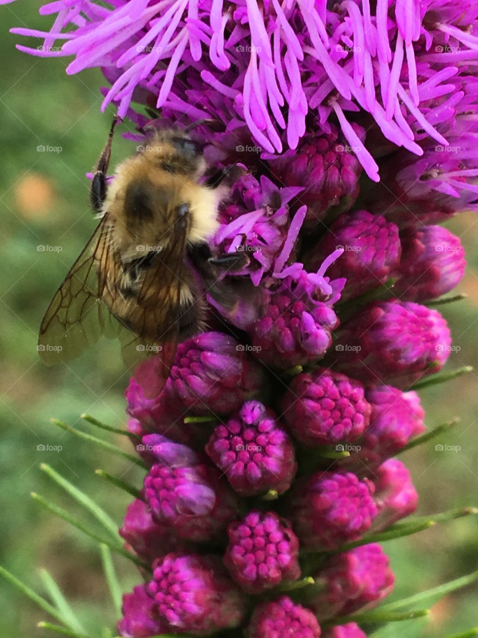 Bee gathering pollen from pink flower