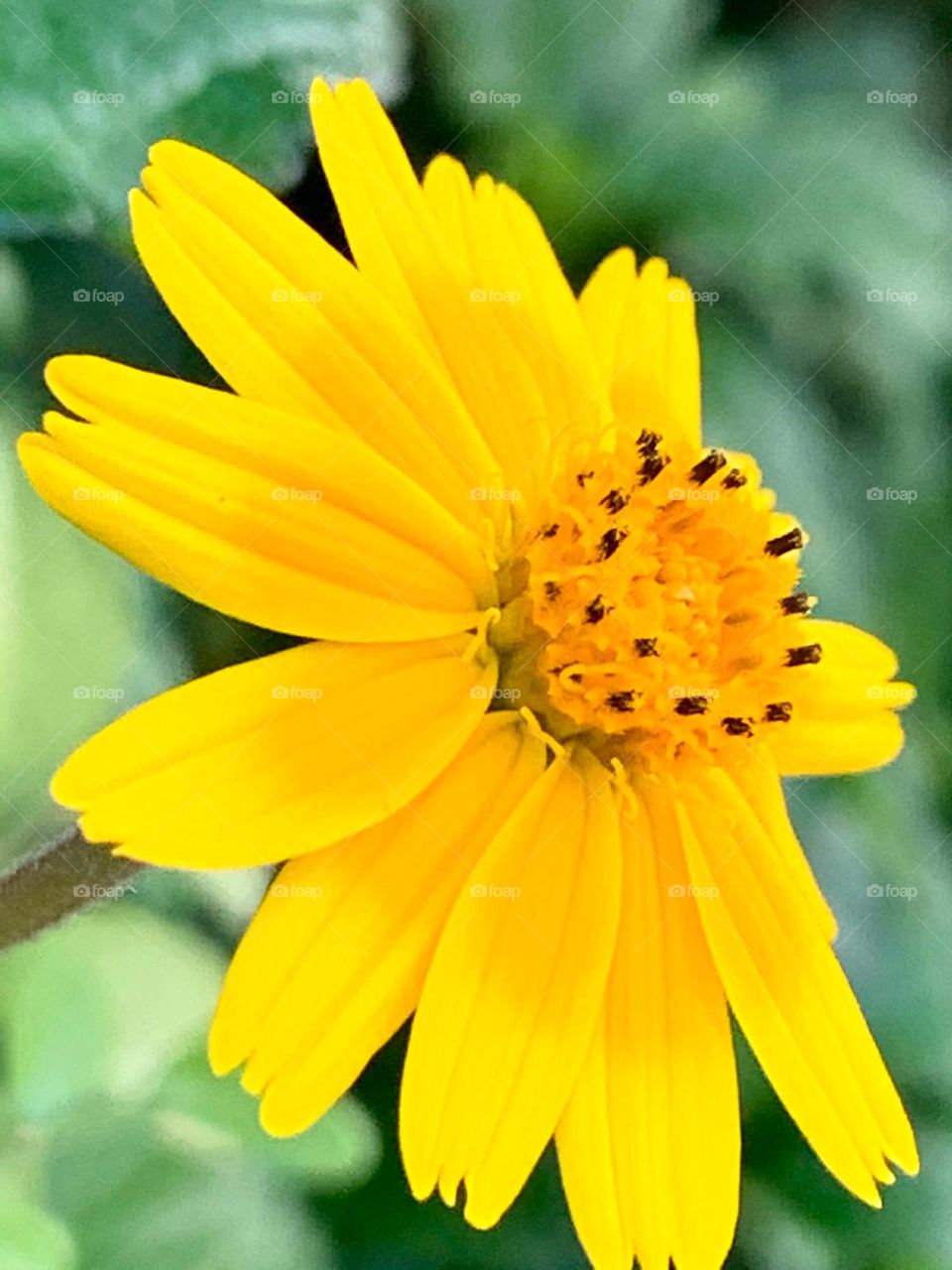 Yellow flower 