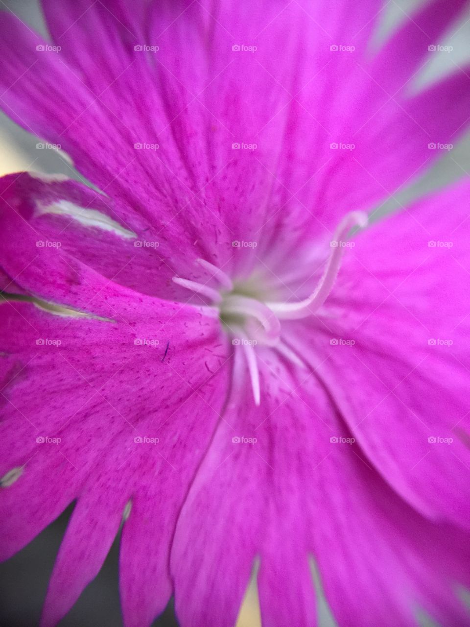 Macro pink flower