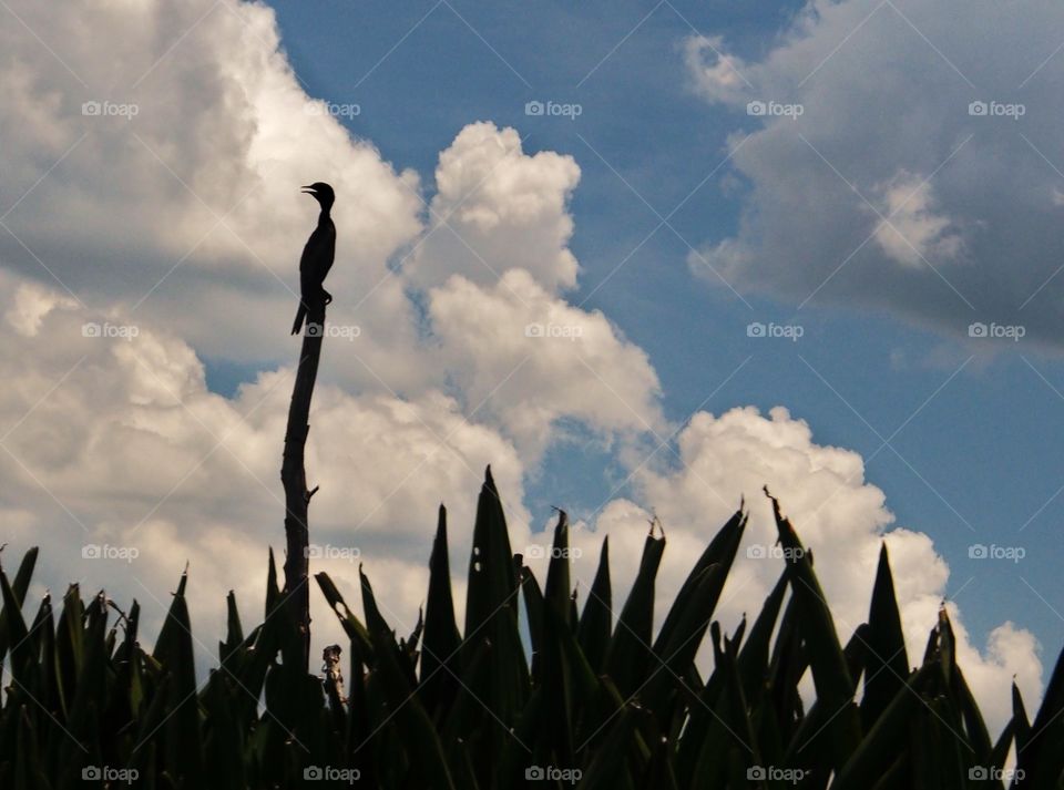 Bird rest on the stump,silhouette