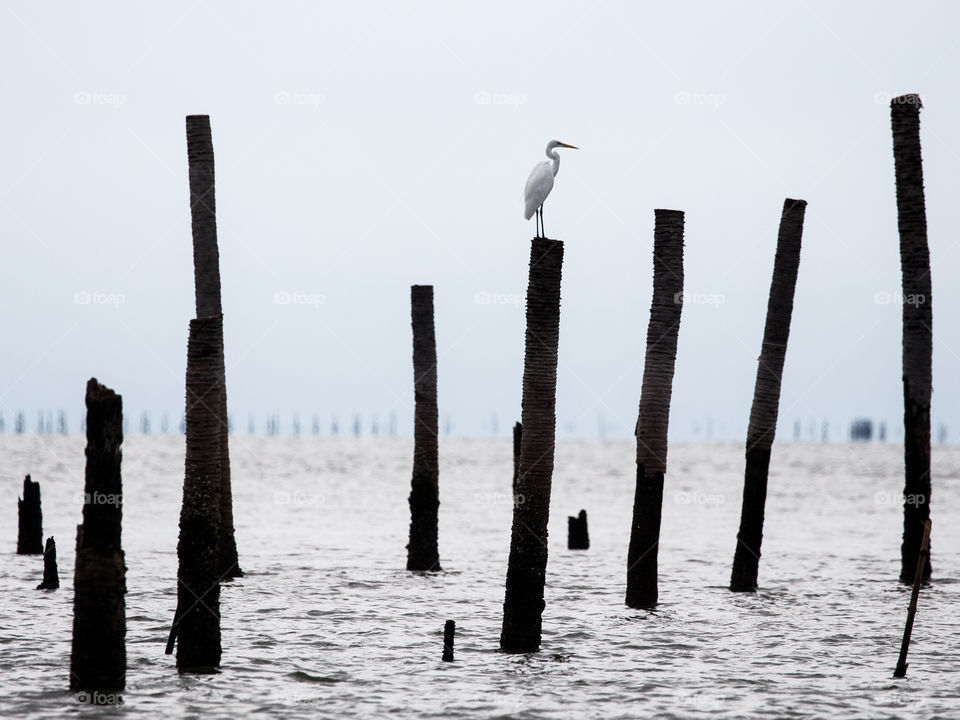 bird standing on wooden pole