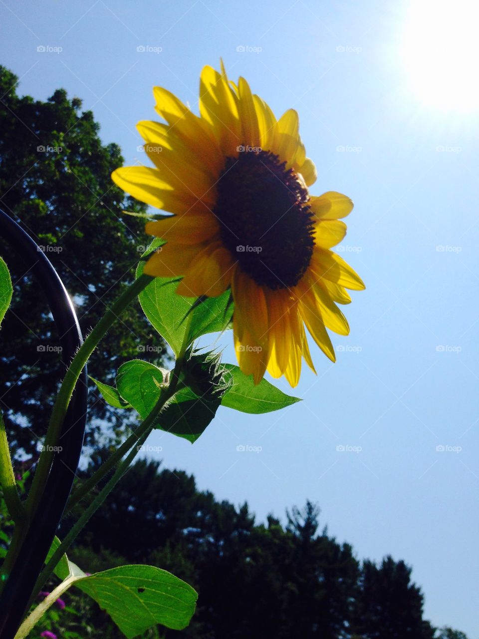 Sunflower enjoying full sun.