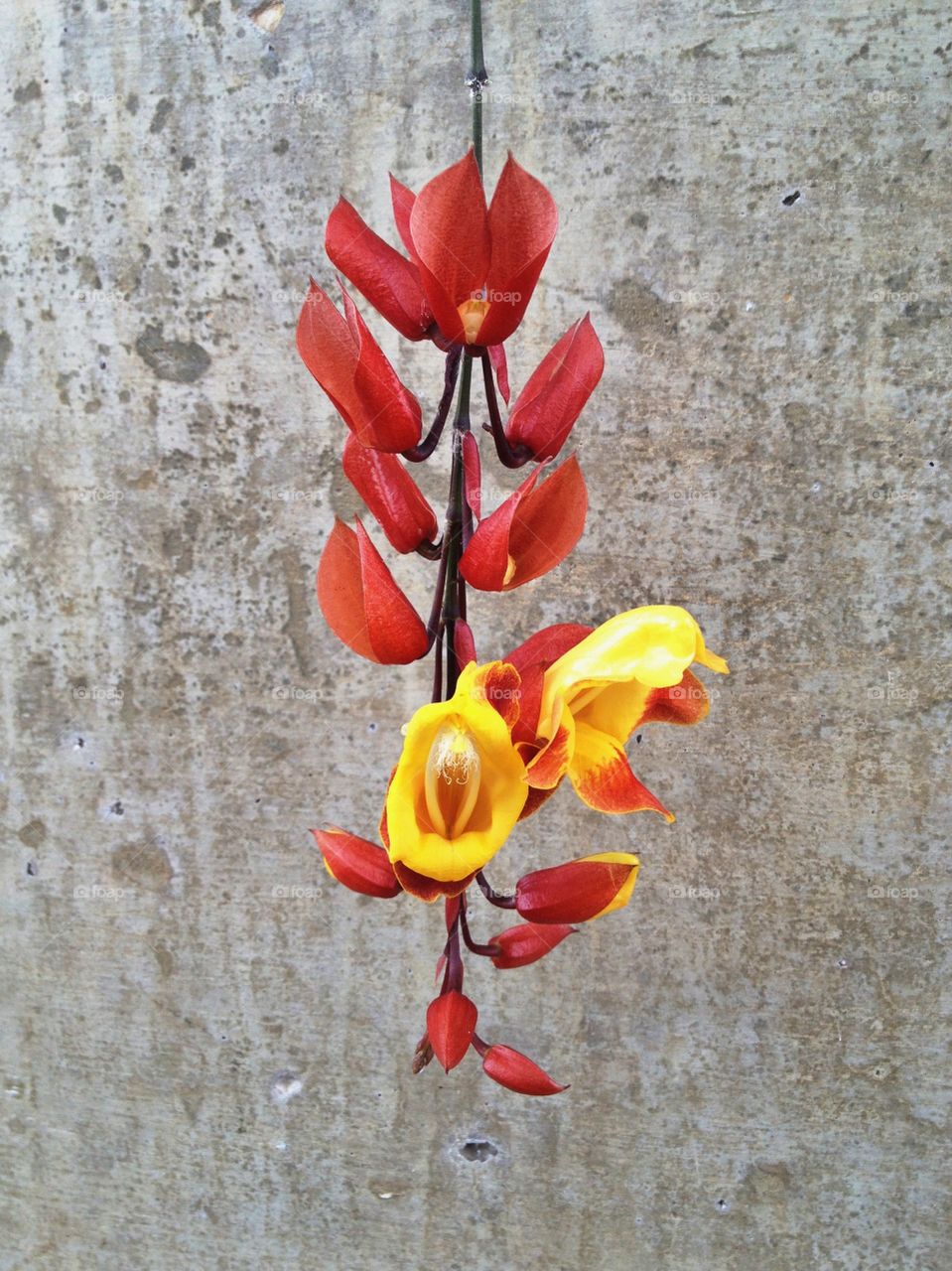 Flower and Concrete. Orange and yellow flower with concrete in the background