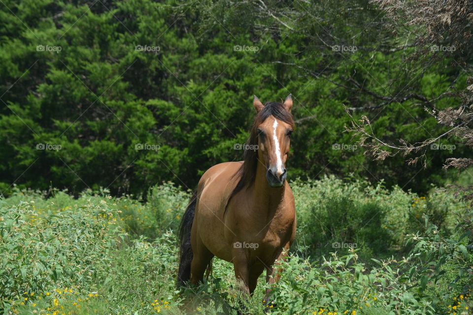 Brown horse in a hay field on the farm