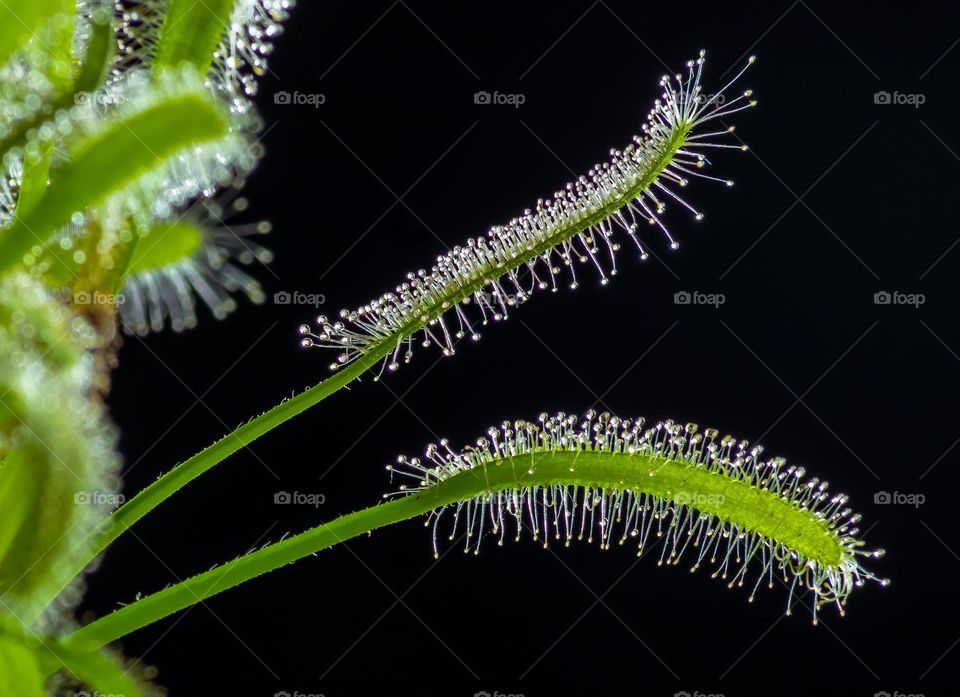 Close up of 2 tentacles of a carnivorous sundew plant, against a black background 