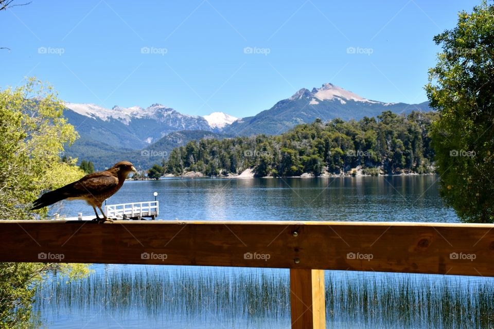 Bird at balcany