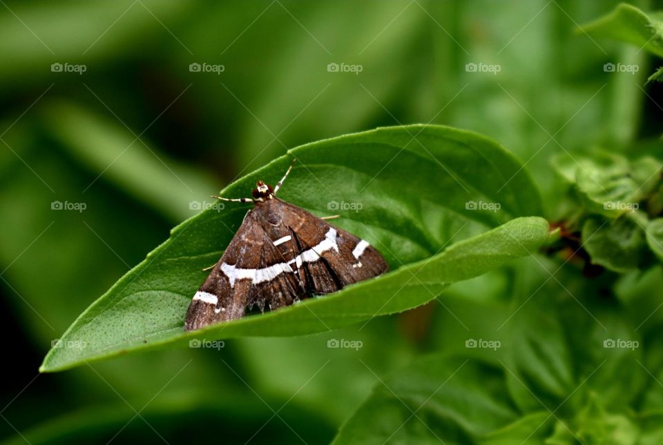 butterfly on the basil leaf