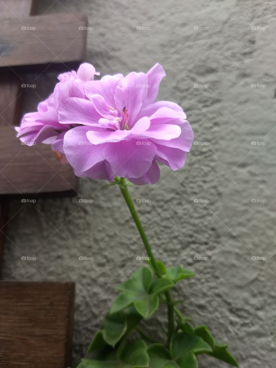 pink Flower