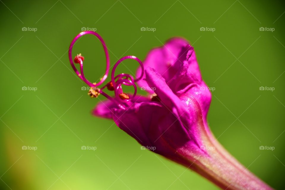 closeup pink flower