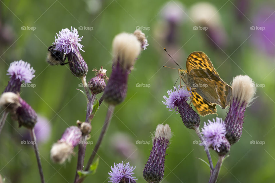 Orange butterfly on purple flowers 
