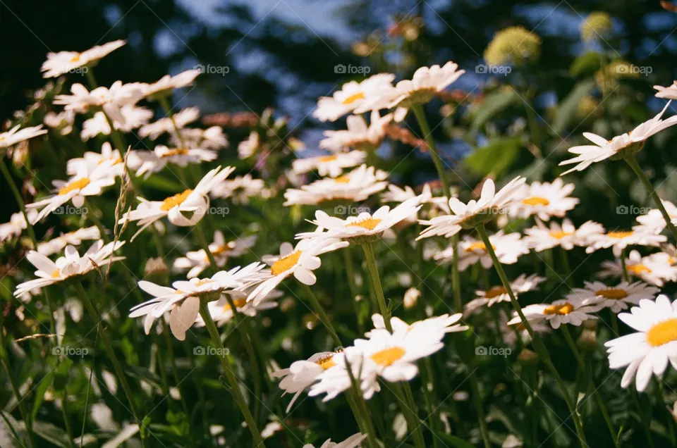 flower click