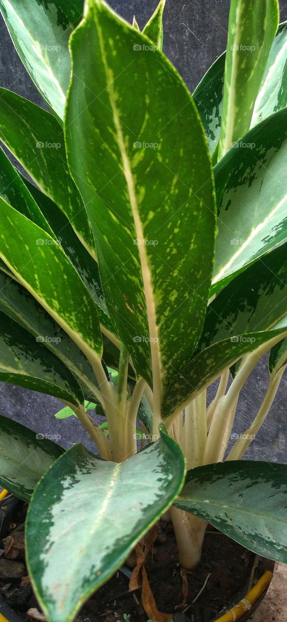 This Chinese Evergreen is one of the recommendations of the types of aglonema.