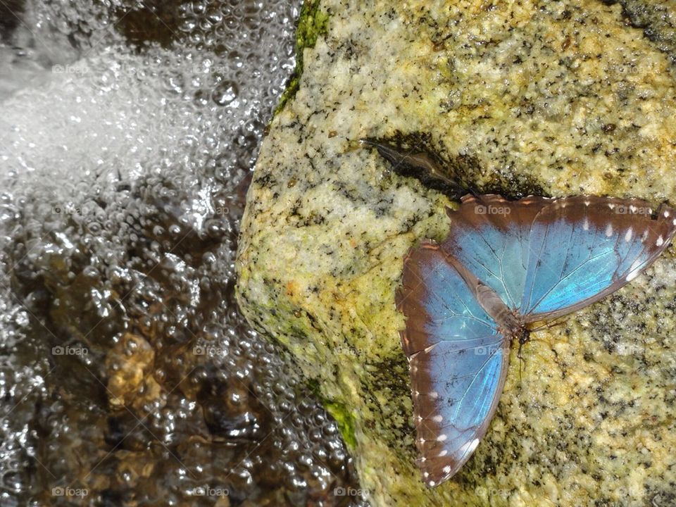 Blue butterfly 5