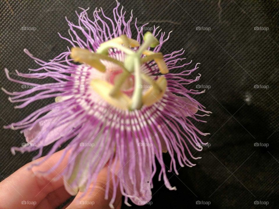 passion flower