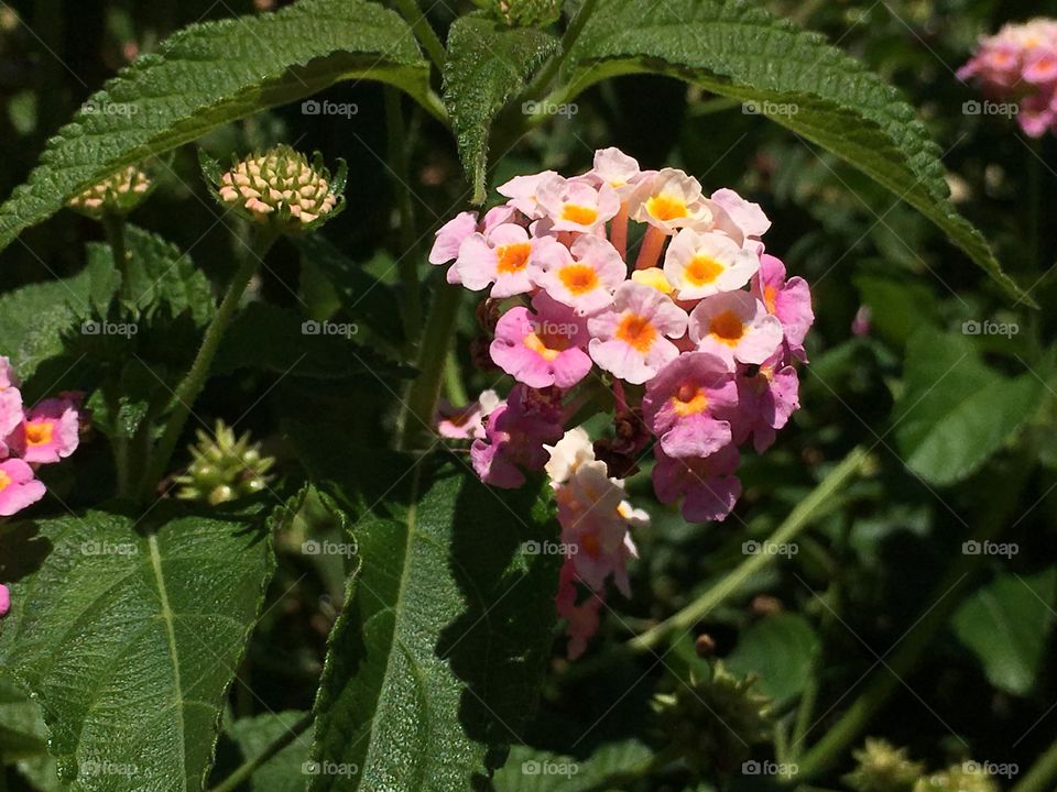 Pink and yellow Spring lantana flowers