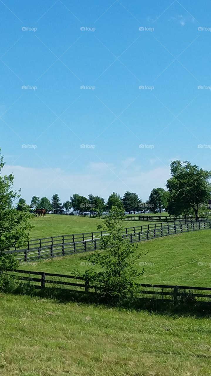 thoroughbred farms Kentucky