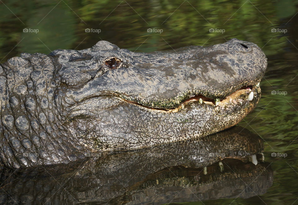 Alligator close up