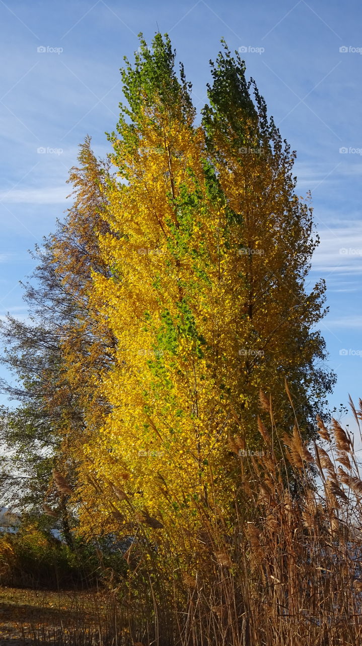 autumn colors on leaves