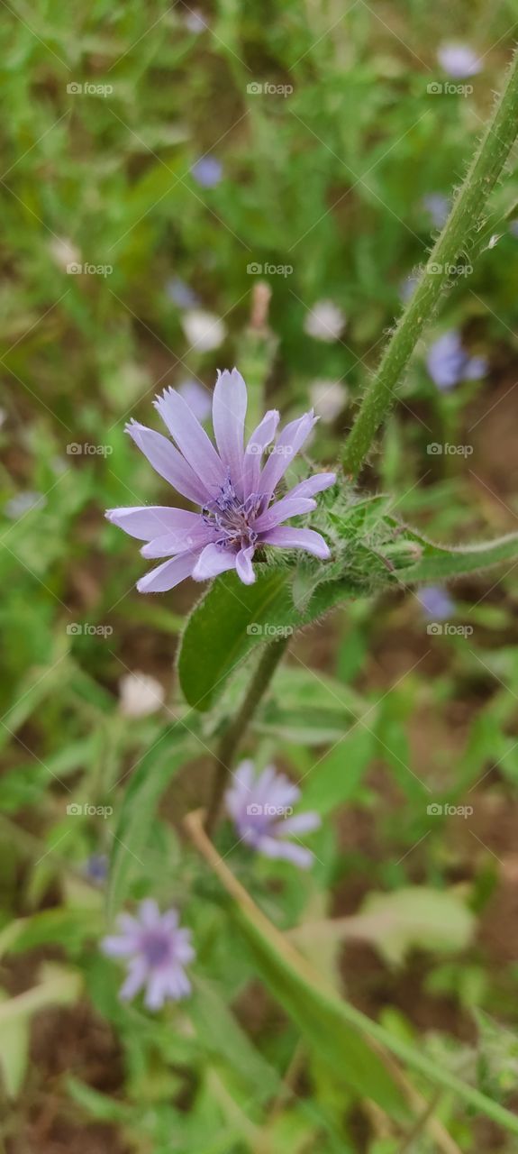 flowers pictures click with redmi note 9 pro