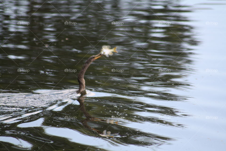 Sea bird caught a fish