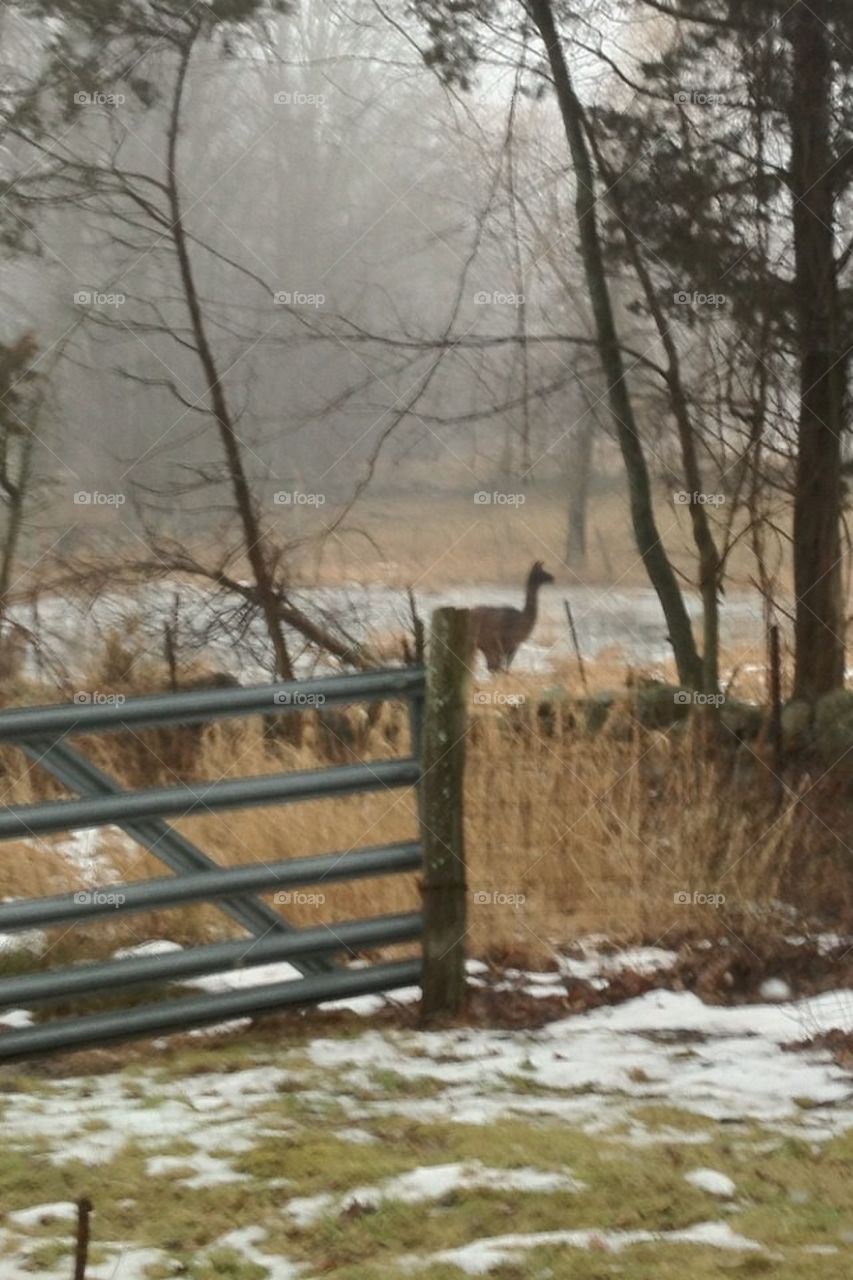 Lonely Llama in Winter