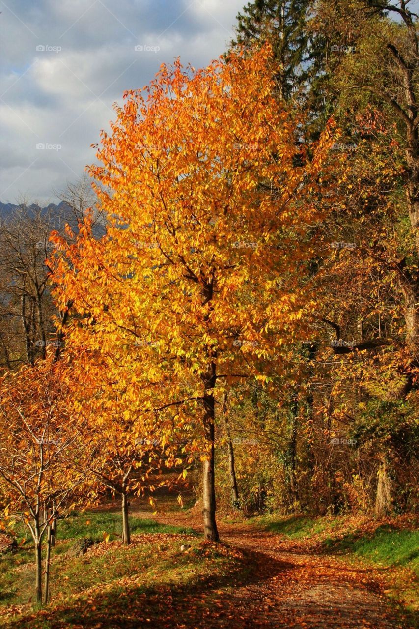 Autumn in South Tyrol 