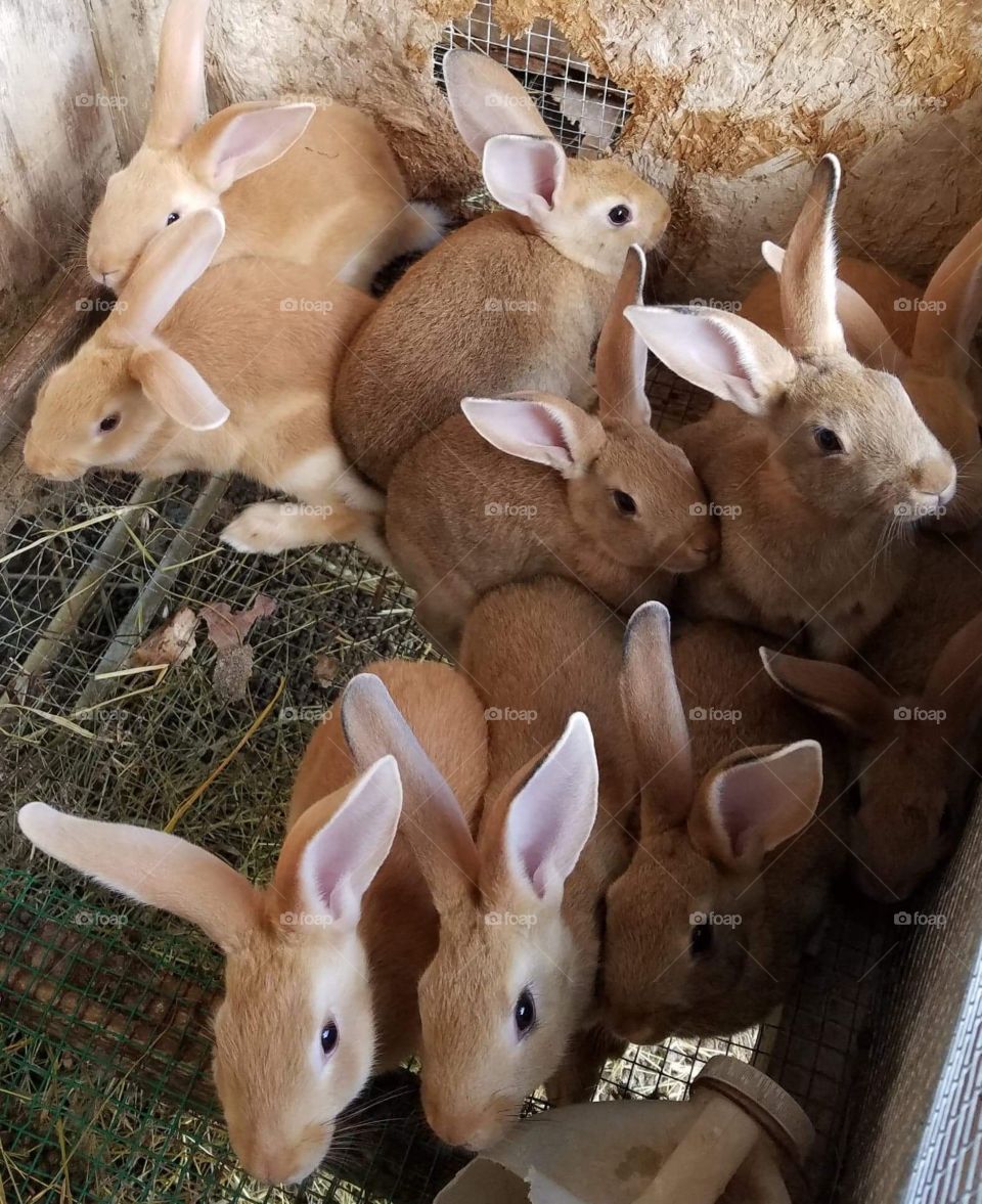 A litter of browns from the rabbitry