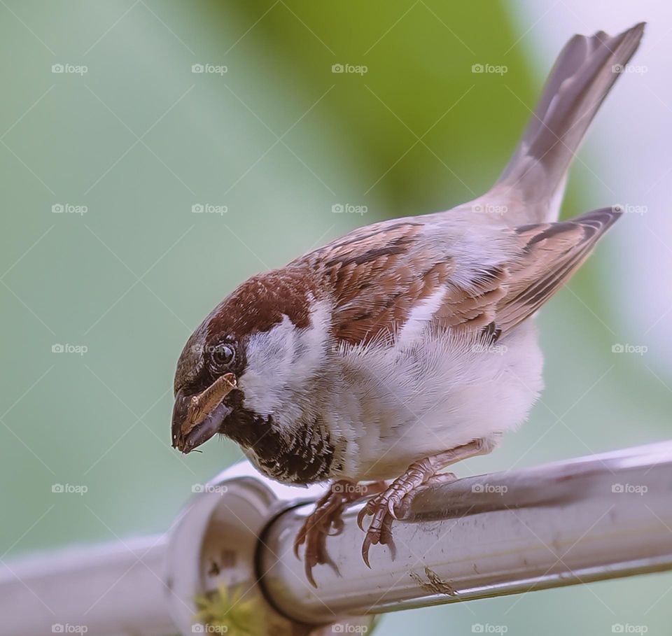 sparrow 