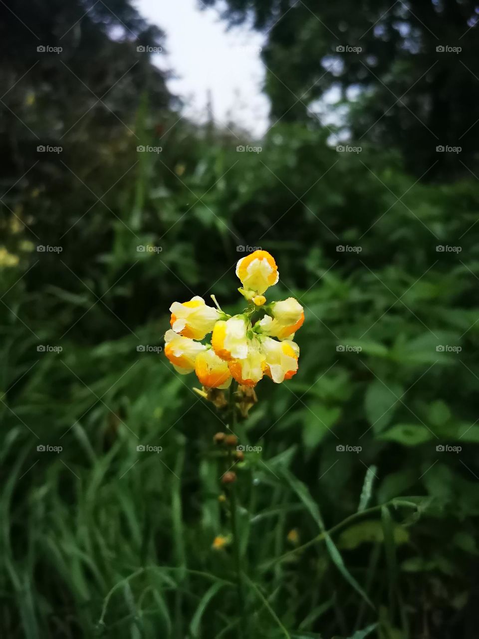 Yellow Liberia vulgaris in the park